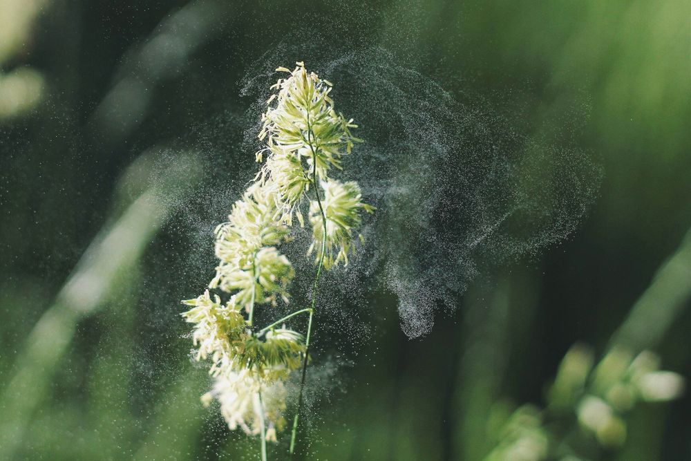 Natural Remedies for Hay Fever: Alleviating Symptoms the Herbal Way
