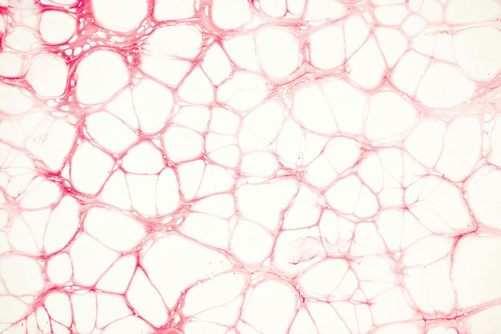 Nicotinamide adenine dinucleotide (NAD+)