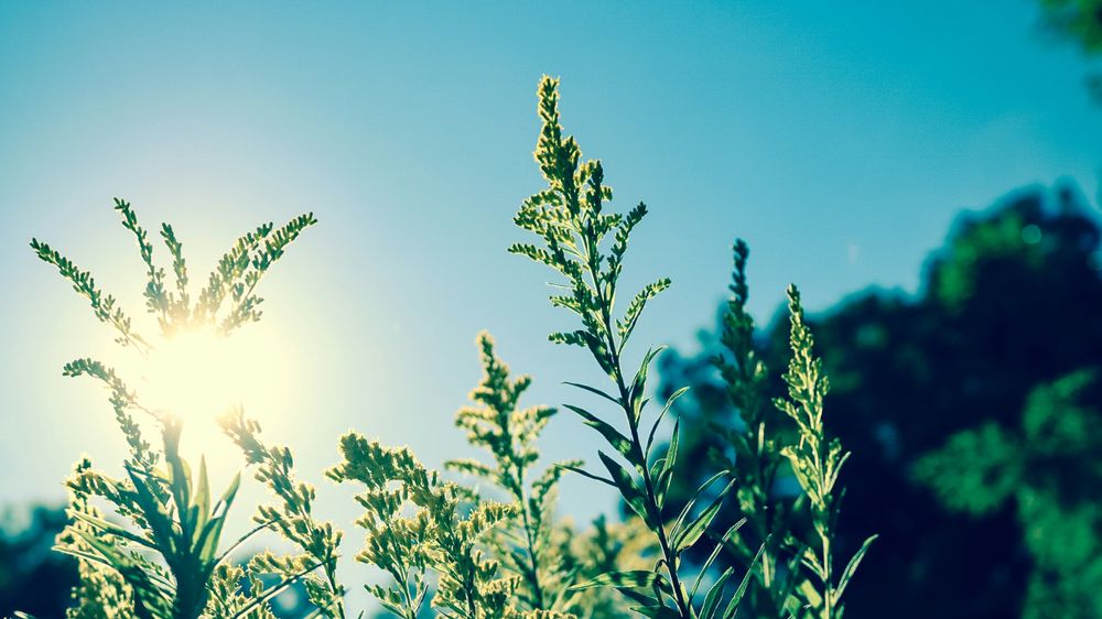 Demystifying Vitamin D: Understanding its Various Forms