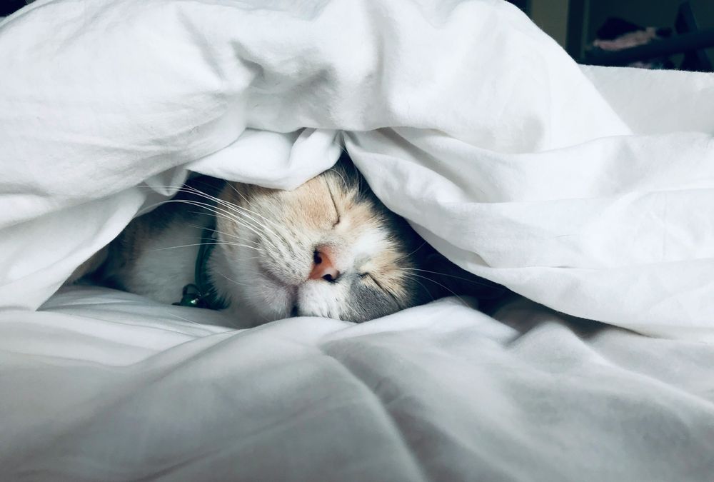 Weighted Blanket