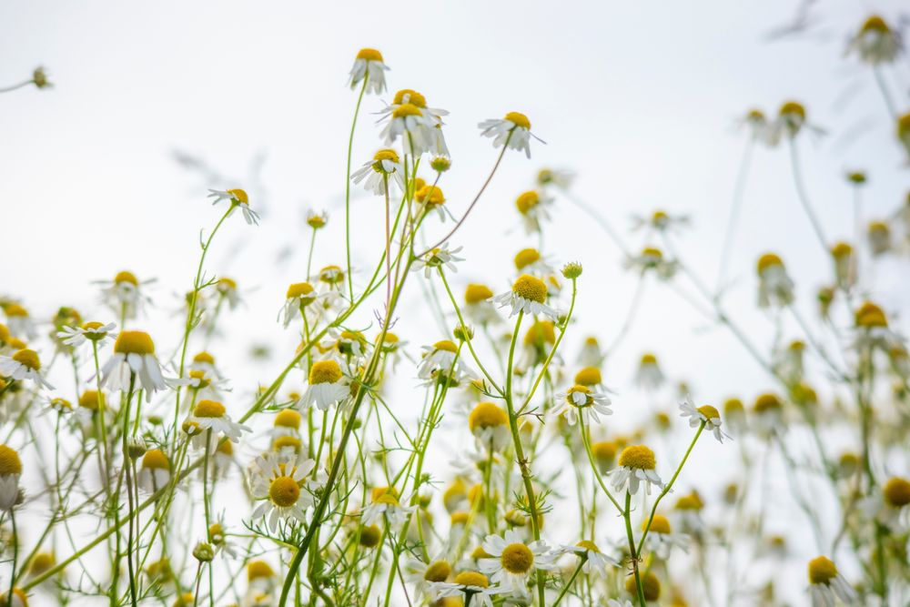 Chamomile