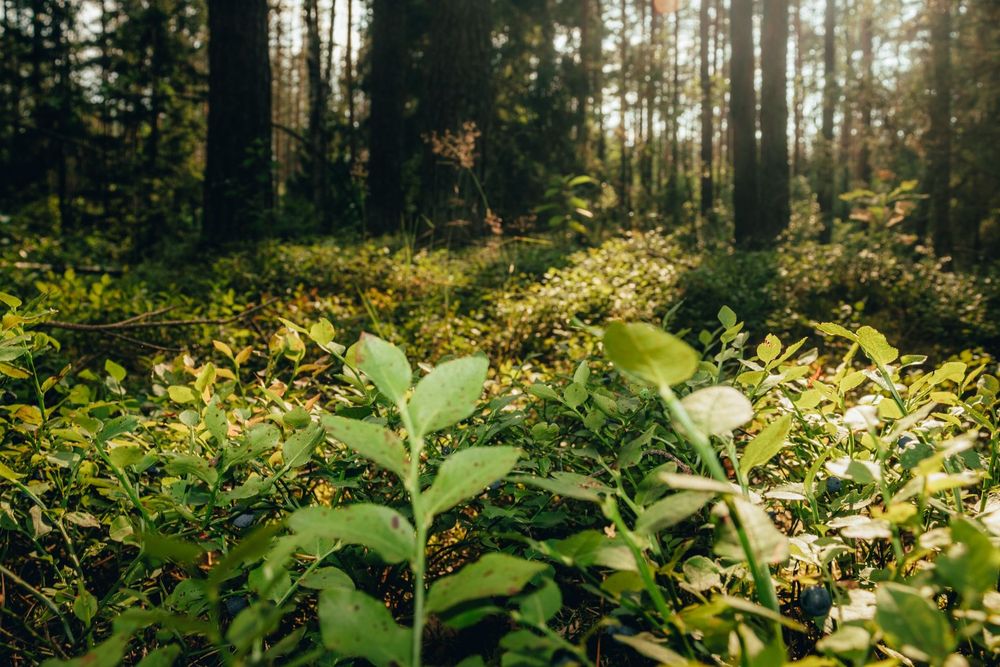 Die gesündesten Pflanzen des Kontinents- Europa: Avena Sativa