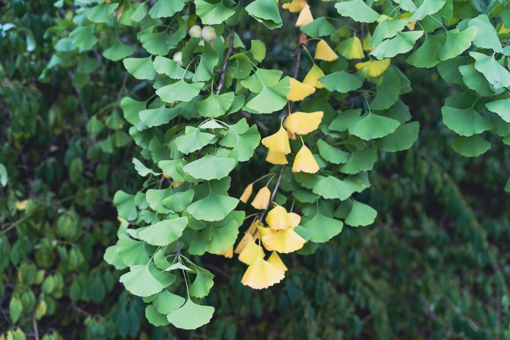 Ginkgo biloba