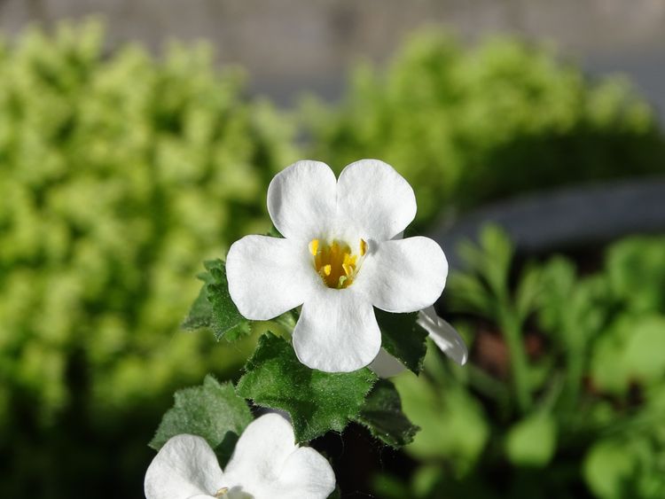 Bacopa Monnieri