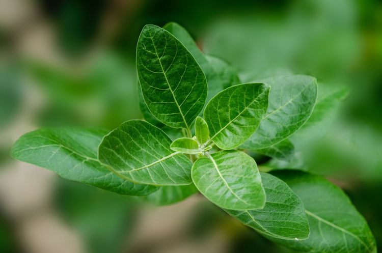 Ashwagandha- Forschungen bestätigen den positiven Effekt