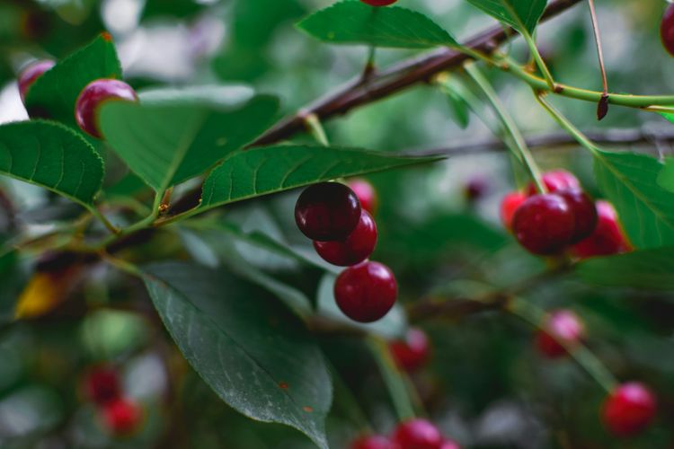 Prunus Cerasus