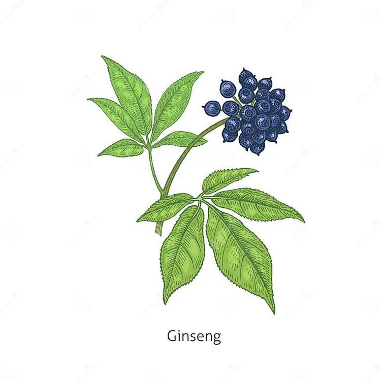 Sibirischer Ginseng