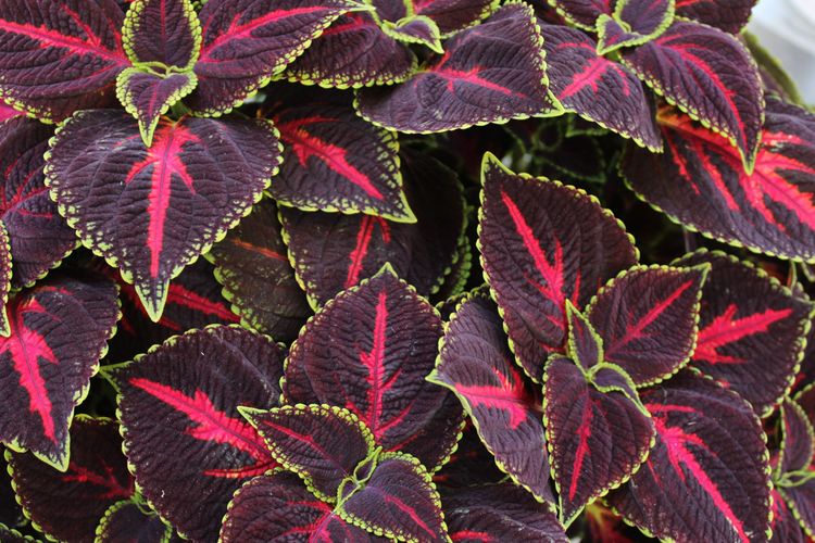 Coleus forskohlii