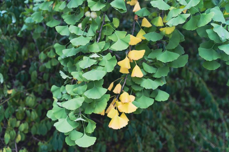 Ginkgo biloba
