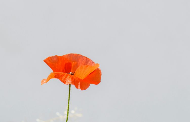 Kalifornischer Mohn