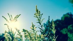 Vitamin D und seine verschiedenen Formen