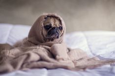 Das Mikrobiom im Darm und was es gesund hält: Stress