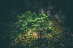 Eurycoma Longifolia- Eine kleine Pflanze mit großer Wirkung!